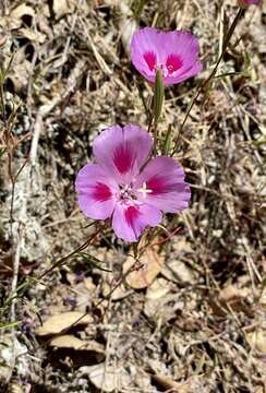 Image of Sonoma clarkia