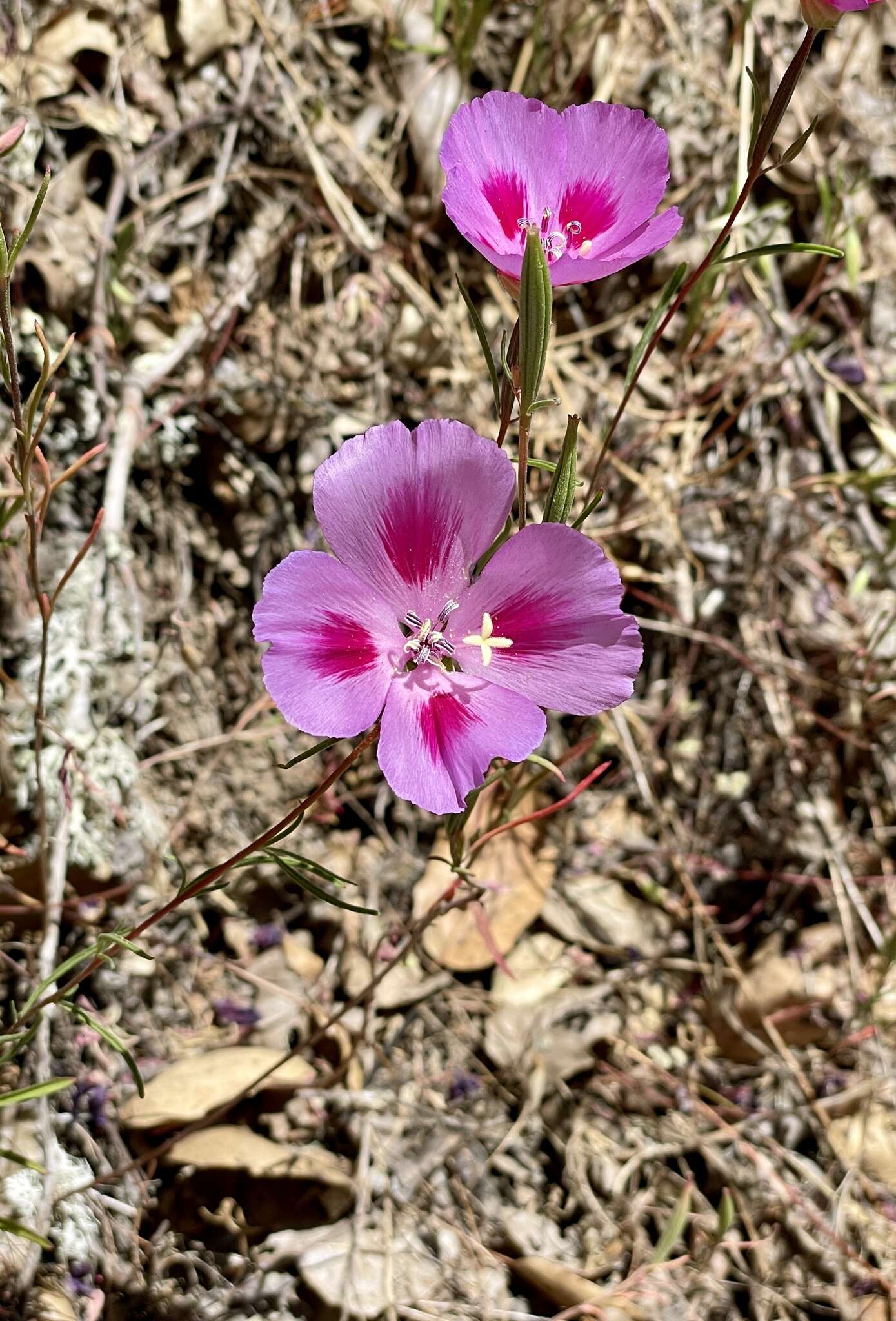 Imagem de Clarkia gracilis subsp. sonomensis (C. L. Bitchc.) F. H. Lewis & M. E. Lewis