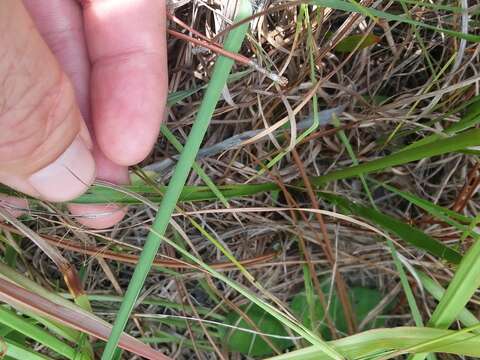 Image of button eryngo