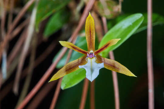 Image of Dinema polybulbon (Sw.) Lindl.