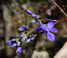 Sivun Chamaescilla spiralis (Endl.) F. Muell. kuva