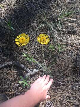 Image de Hymenoxys bigelovii (A. Gray) K. F. Parker