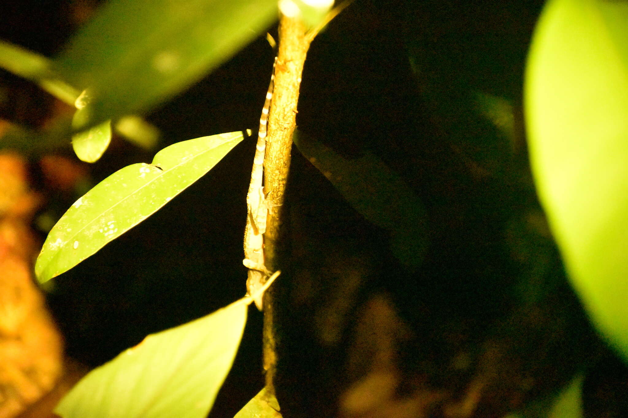 Cyrtodactylus pubisulcus Inger 1958 resmi