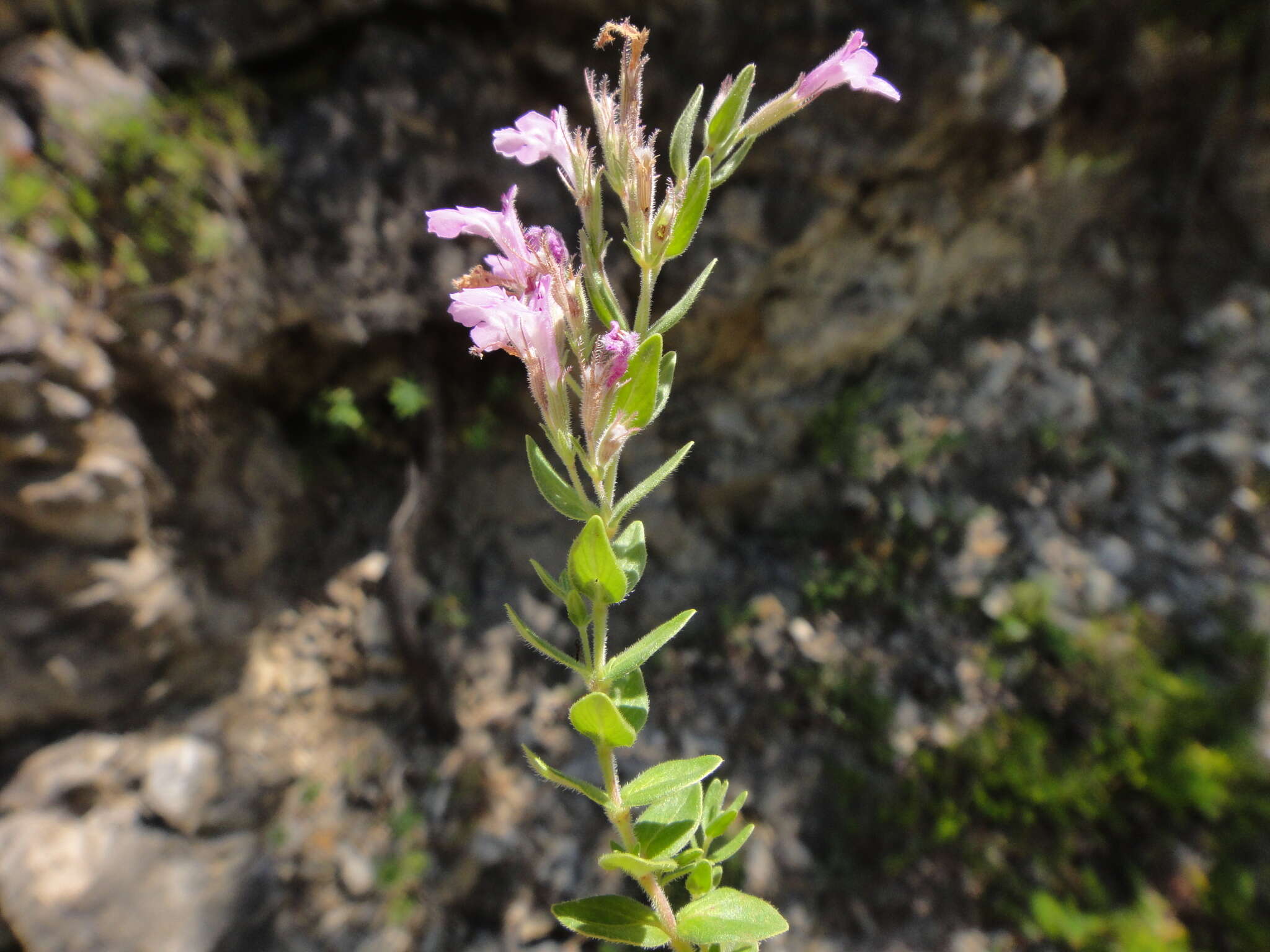 Image of Micromeria croatica (Pers.) Schott