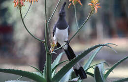 Image of White-bellied Go-away-bird