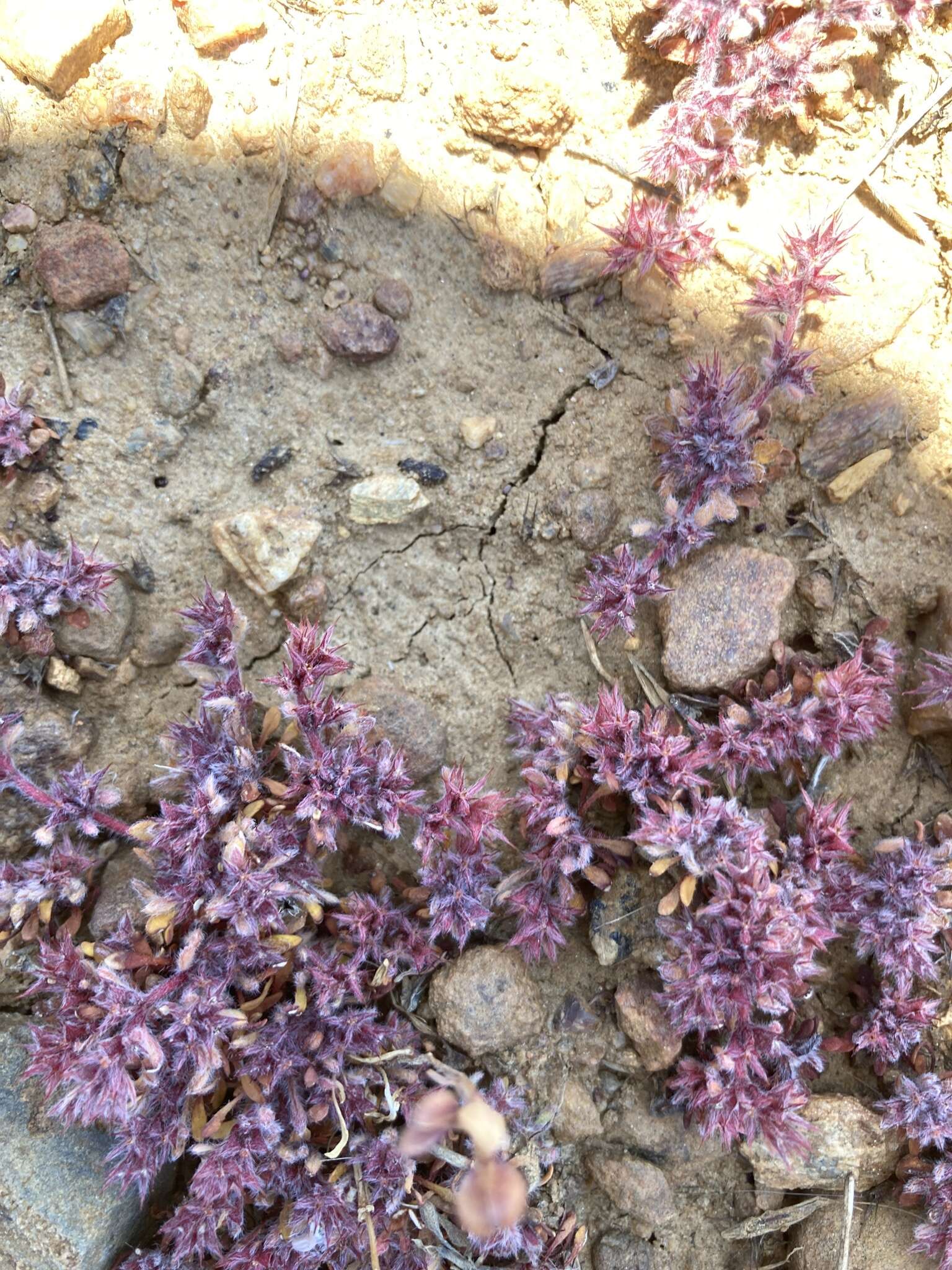 Image of knotweed spineflower