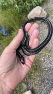 Image of Thamnophis eques virgatenuis Conant 1963