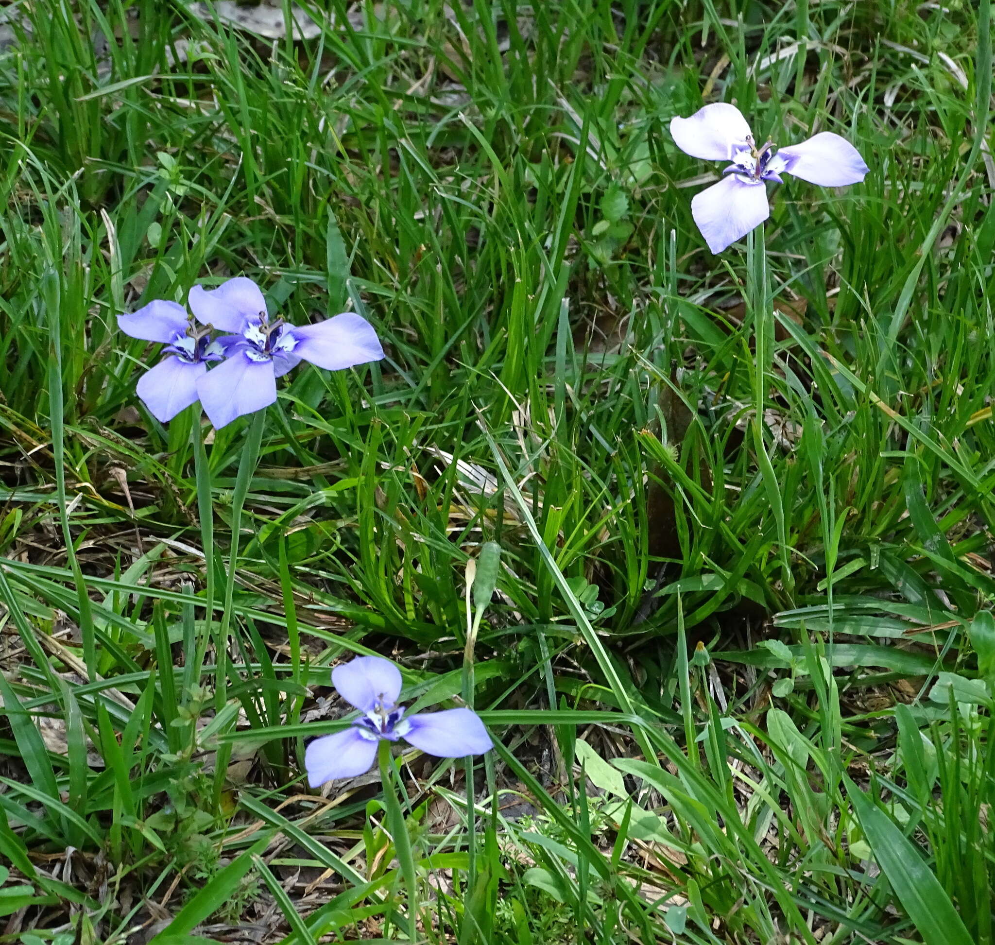 Image of Herbertia lahue (Molina) Goldblatt