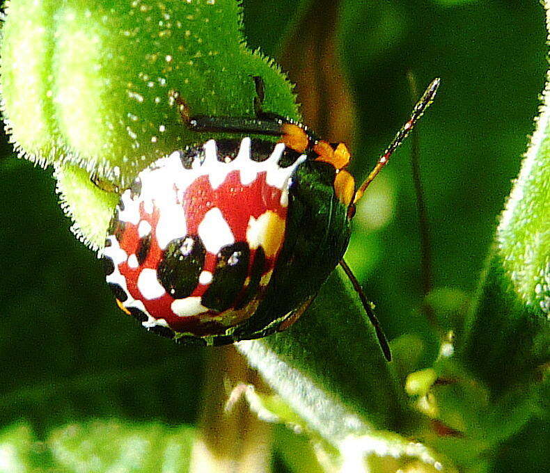 Image of <i>Caura rufiventris</i>