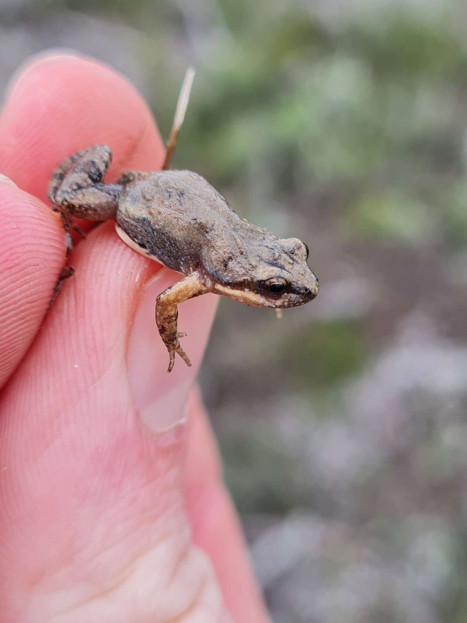 Image of Cacosternum australis Channing, Schmitz, Burger & Kielgast 2013