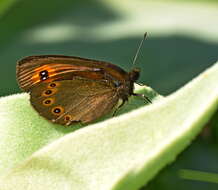 Image of woodland ringlet