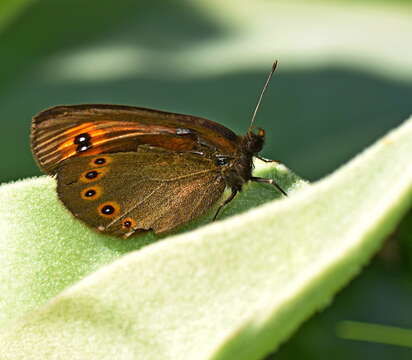 Image of woodland ringlet