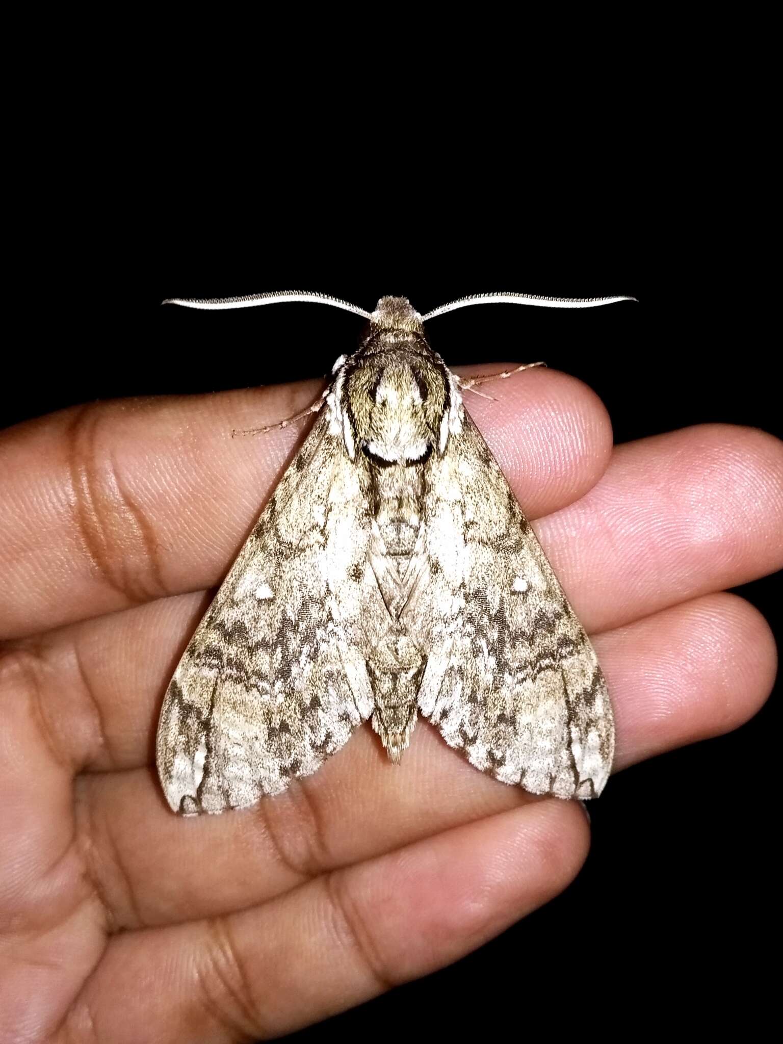 Image of Manduca dilucida (Edwards 1887)