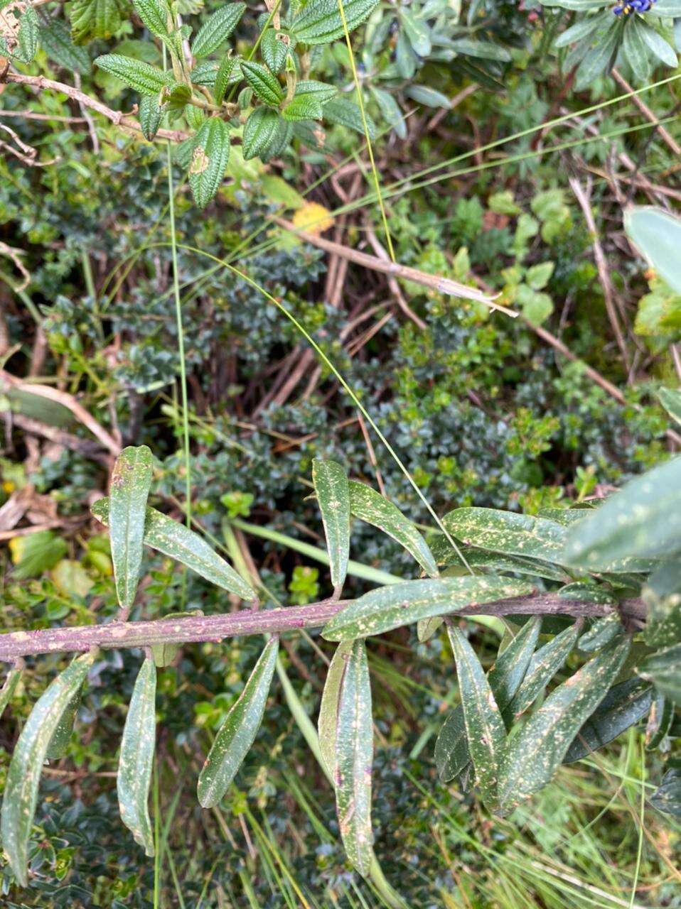 Image of Monnina crassifolia (Bonpl.) Kunth