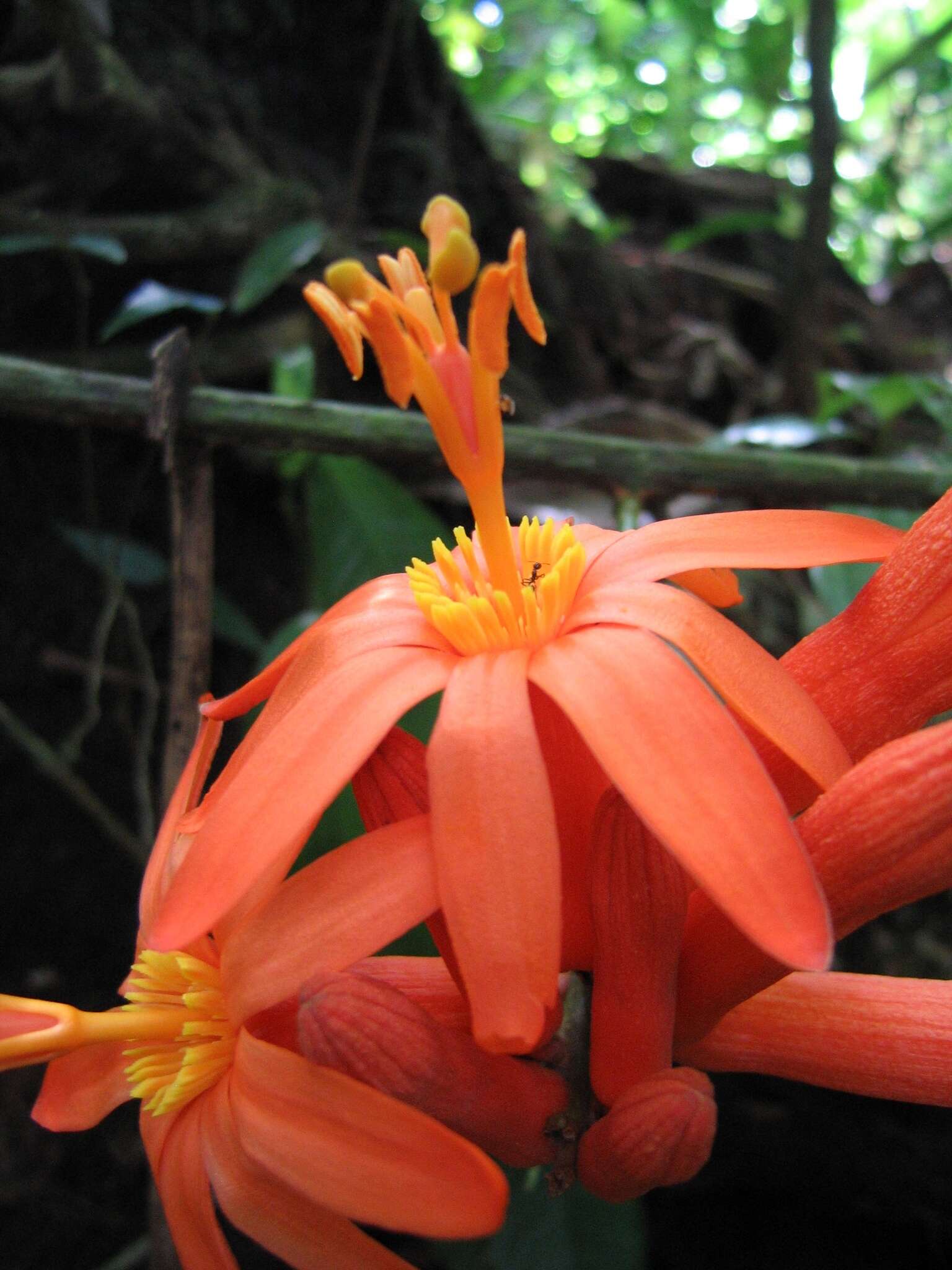 Image de Passiflora spinosa (Poeppig & Endlicher) Masters