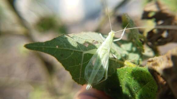 Image of Oecanthus allardi Walker, T. J. & Gurney 1960