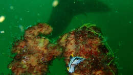 Image of Cunjevoi sea squirt