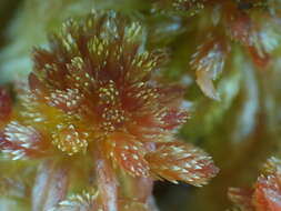 Imagem de Sphagnum subnitens Russow & Warnstorf 1888