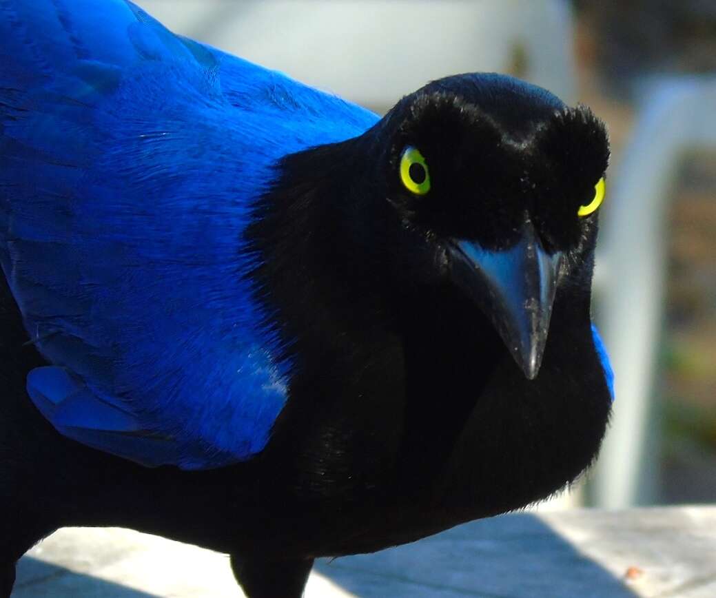 Image of Purplish-backed Jay