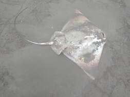 Image of Southern Eagle Ray