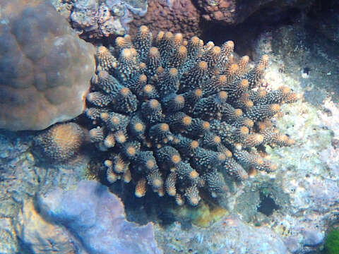 Image of Finger Coral