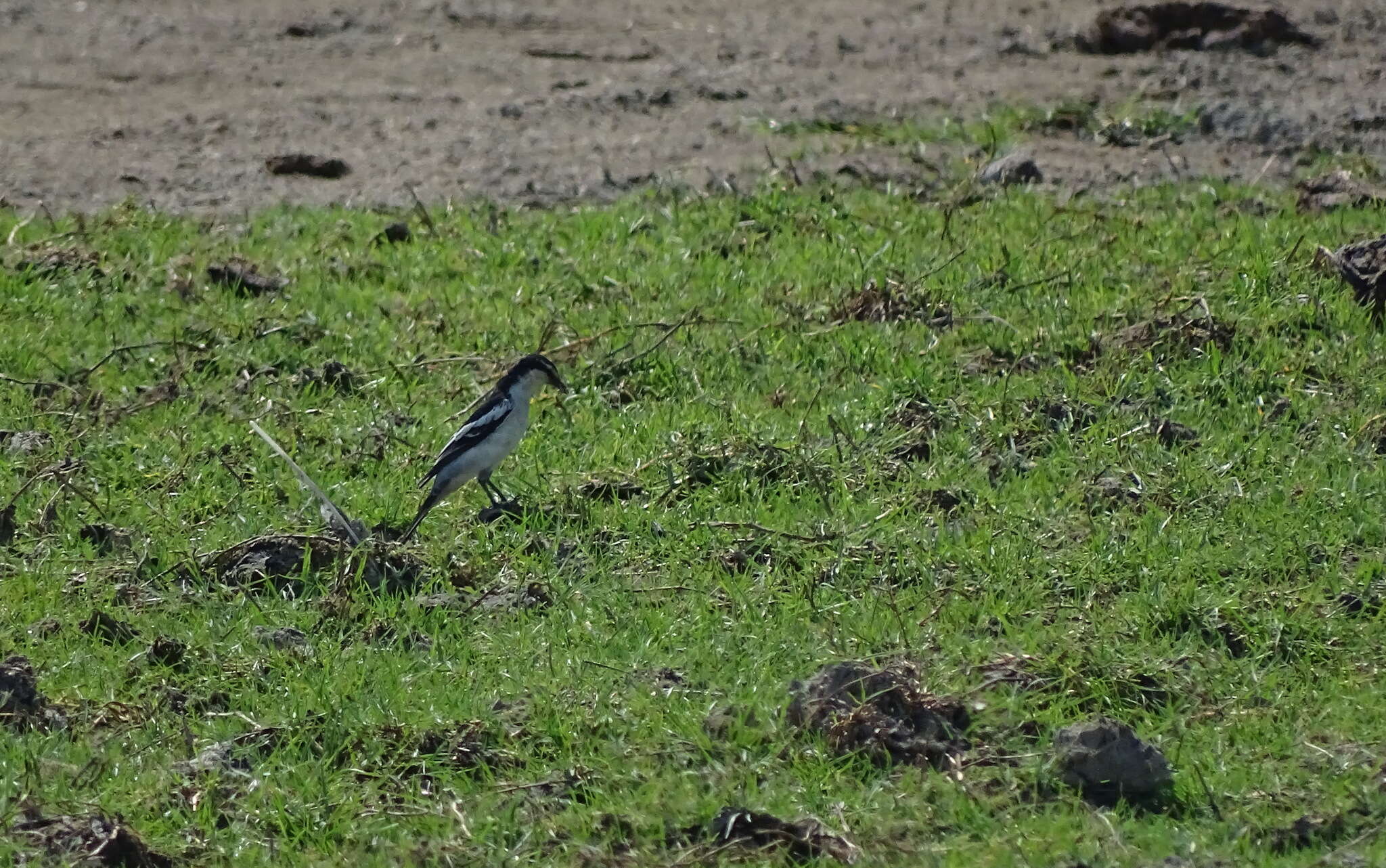 Image of White-shouldered Triller