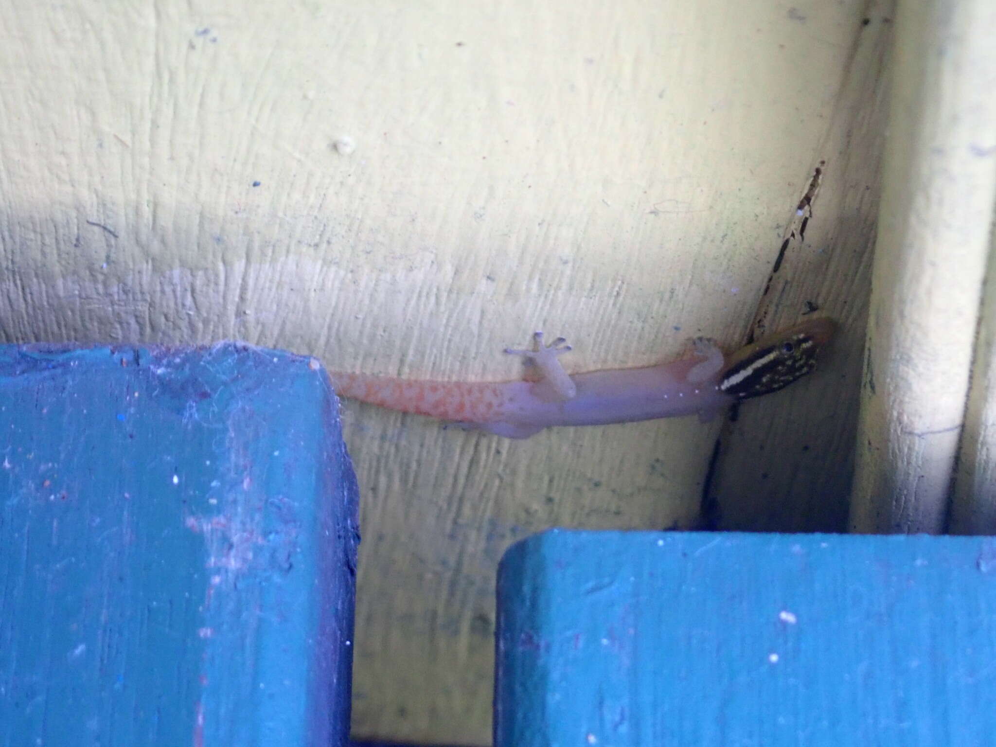 Image of Tobago Least Gecko