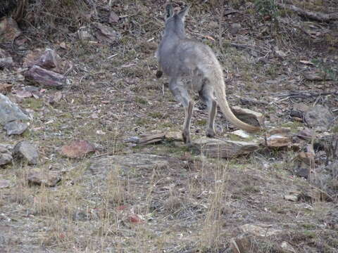 Image of Red kangaroo