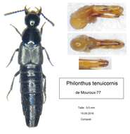 صورة Philonthus (Philonthus) tenuicornis Mulsant & Rey 1853