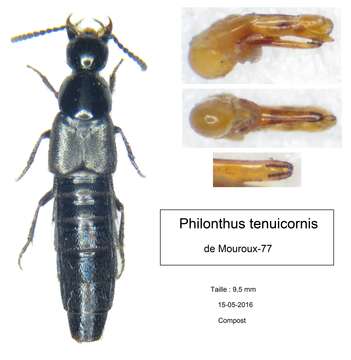 Imagem de Philonthus (Philonthus) tenuicornis Mulsant & Rey 1853