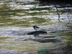 Image of Black-backed Forktail