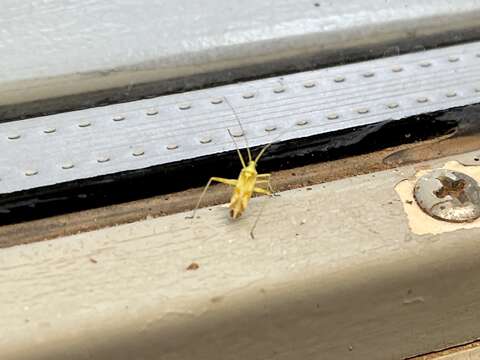 Image of Phytocoris laevis (Uhler 1895)