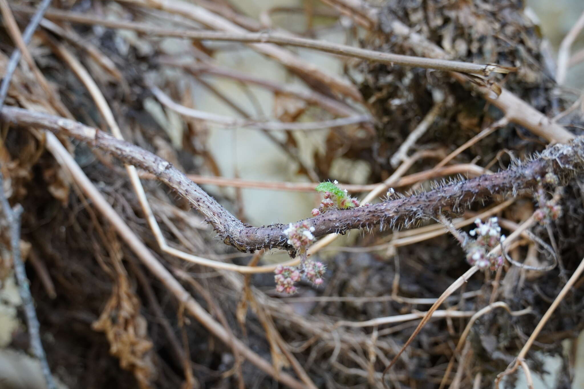 Image of Rock tree-nettle