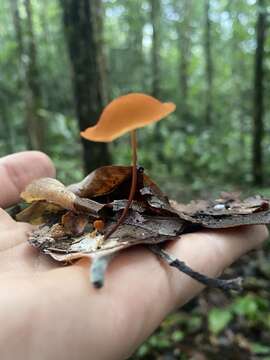 Image of Marasmius cladophyllus Berk. 1856