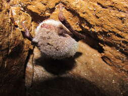 Plancia ëd Myotis daubentonii (Kuhl 1817)