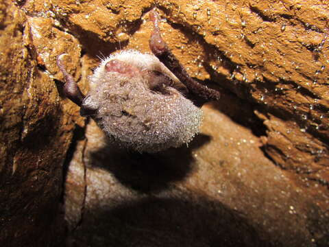 Image of Daubenton's Bat