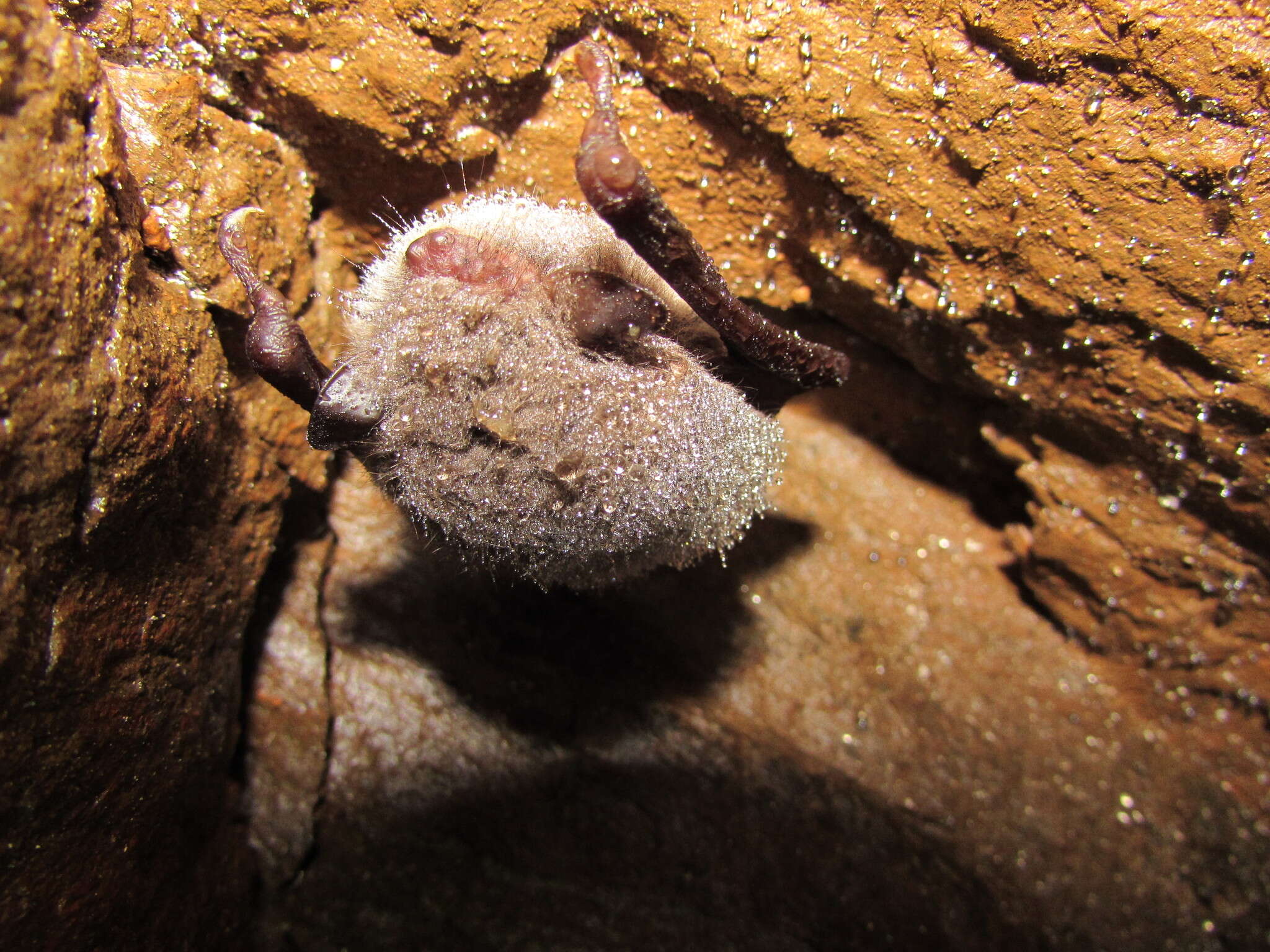 Plancia ëd Myotis daubentonii (Kuhl 1817)