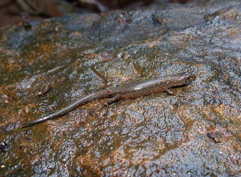 Image of Cophoscincopus greeri Böhme, Schmitz & Ziegler 2000