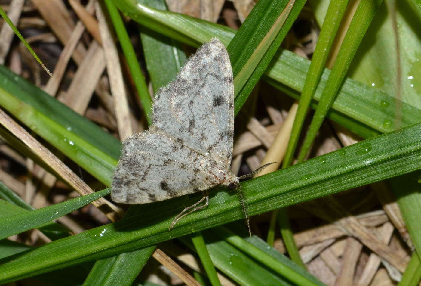 Image of dotted carpet