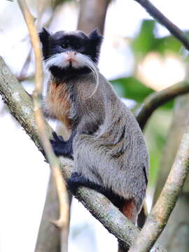 Image of Black-chinned Emperor Tamarin