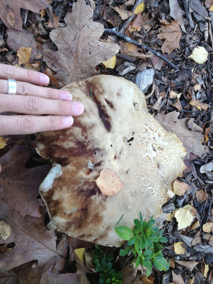 Image of Cep