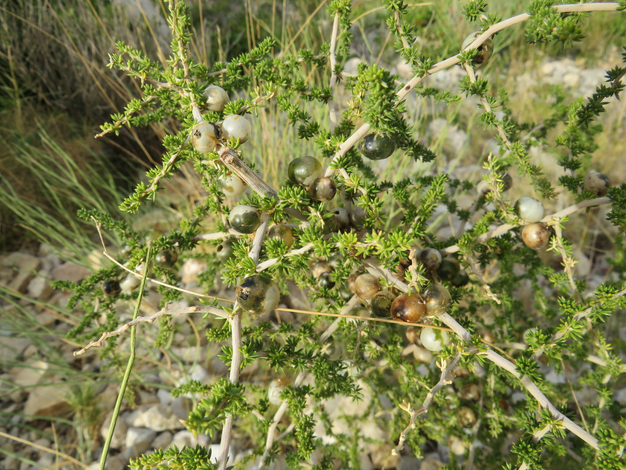 Image of Spiny Asparagus