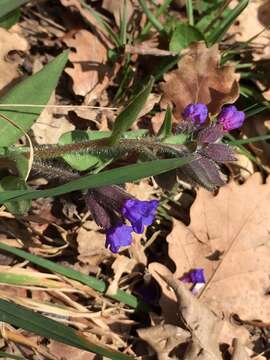 Image of Pulmonaria australis (J. Murr) W. Sauer