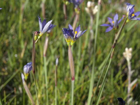 Sisyrinchium idahoense var. occidentale (E. P. Bicknell) Douglass M. Hend.的圖片