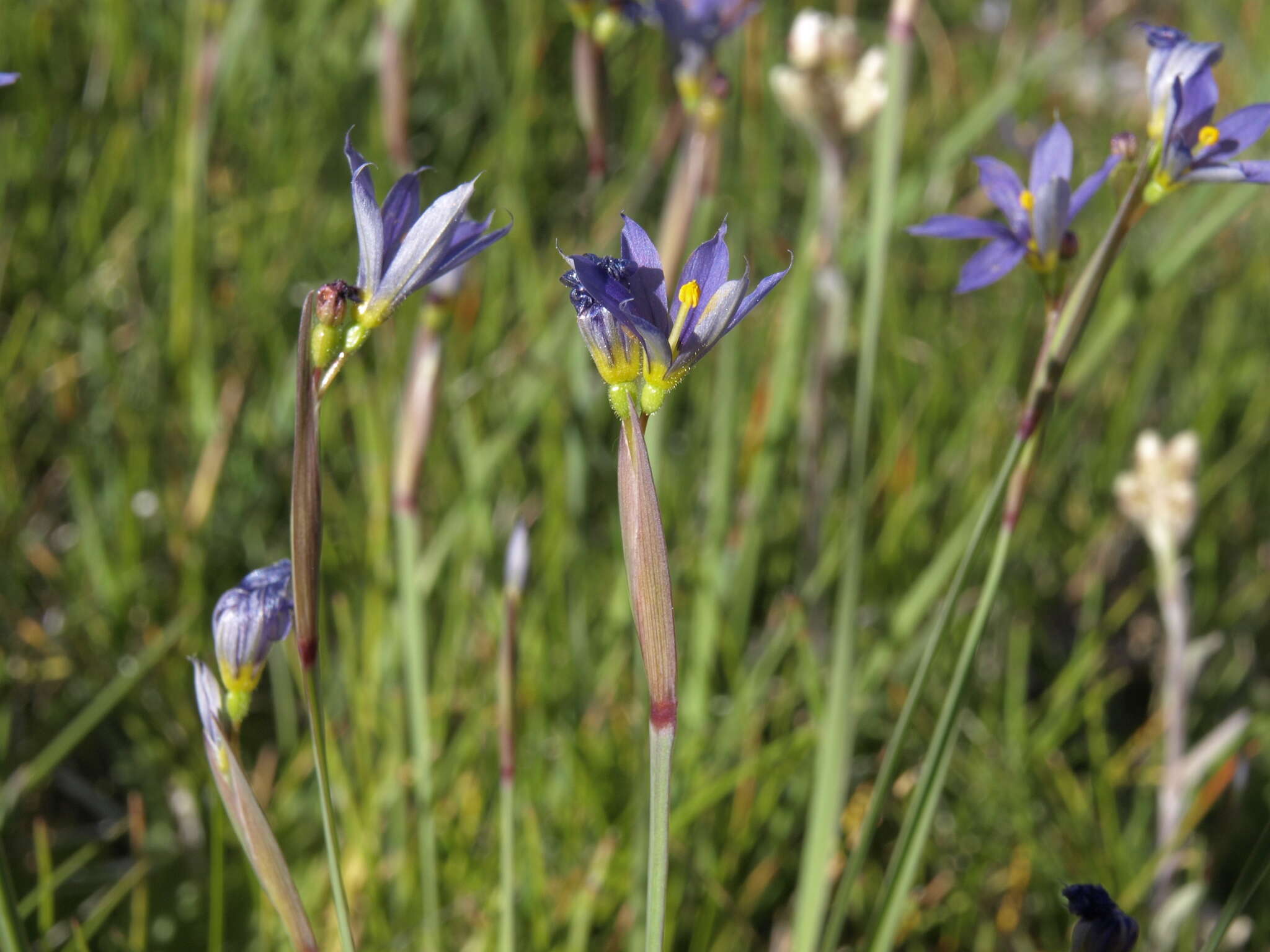 Слика од Sisyrinchium idahoense var. occidentale (E. P. Bicknell) Douglass M. Hend.