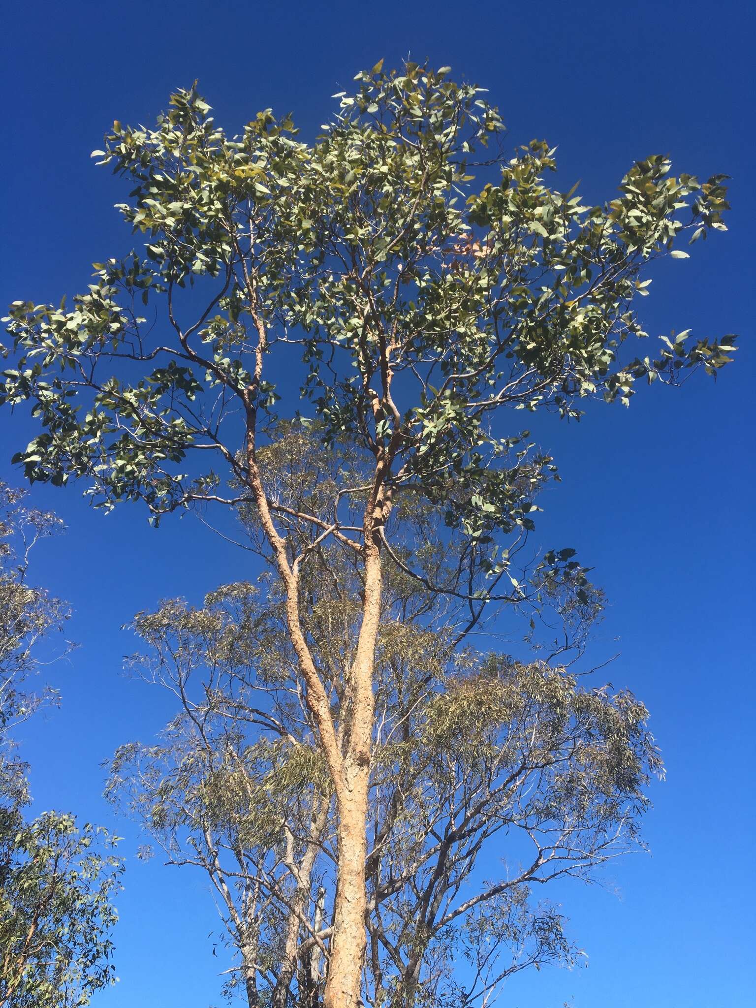 Imagem de Corymbia watsoniana subsp. watsoniana