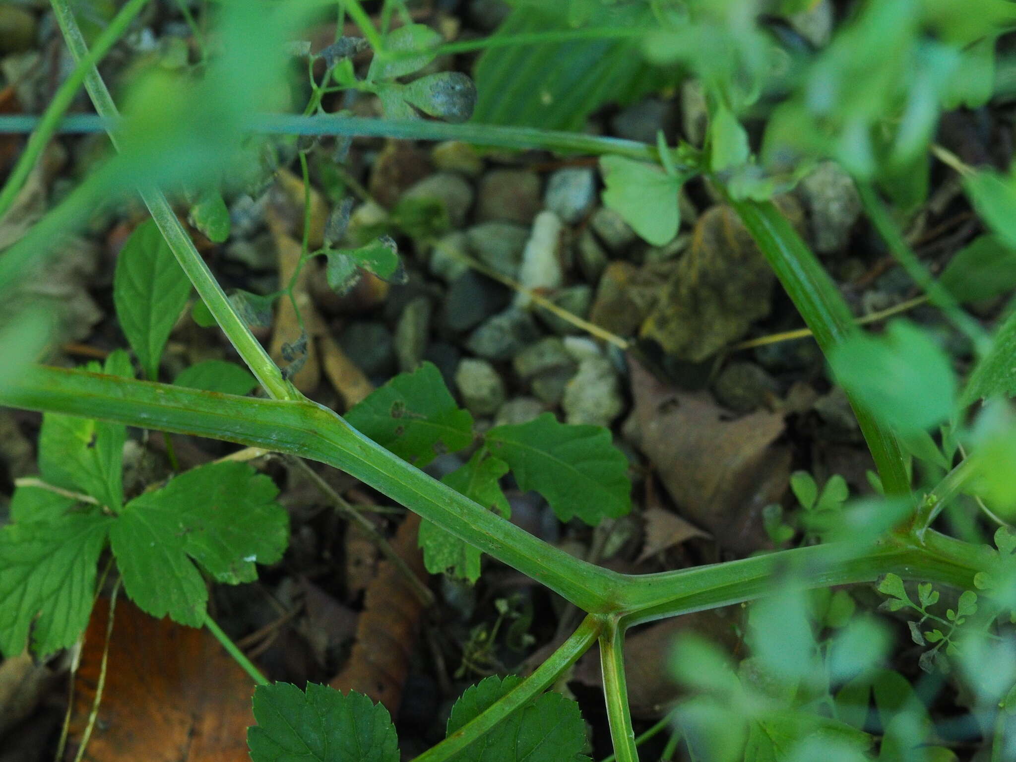 Image of Corydalis ochotensis Turcz.