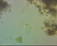 Image of Staurastrum tetracerum