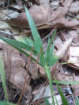 Image of whitehair rosette grass