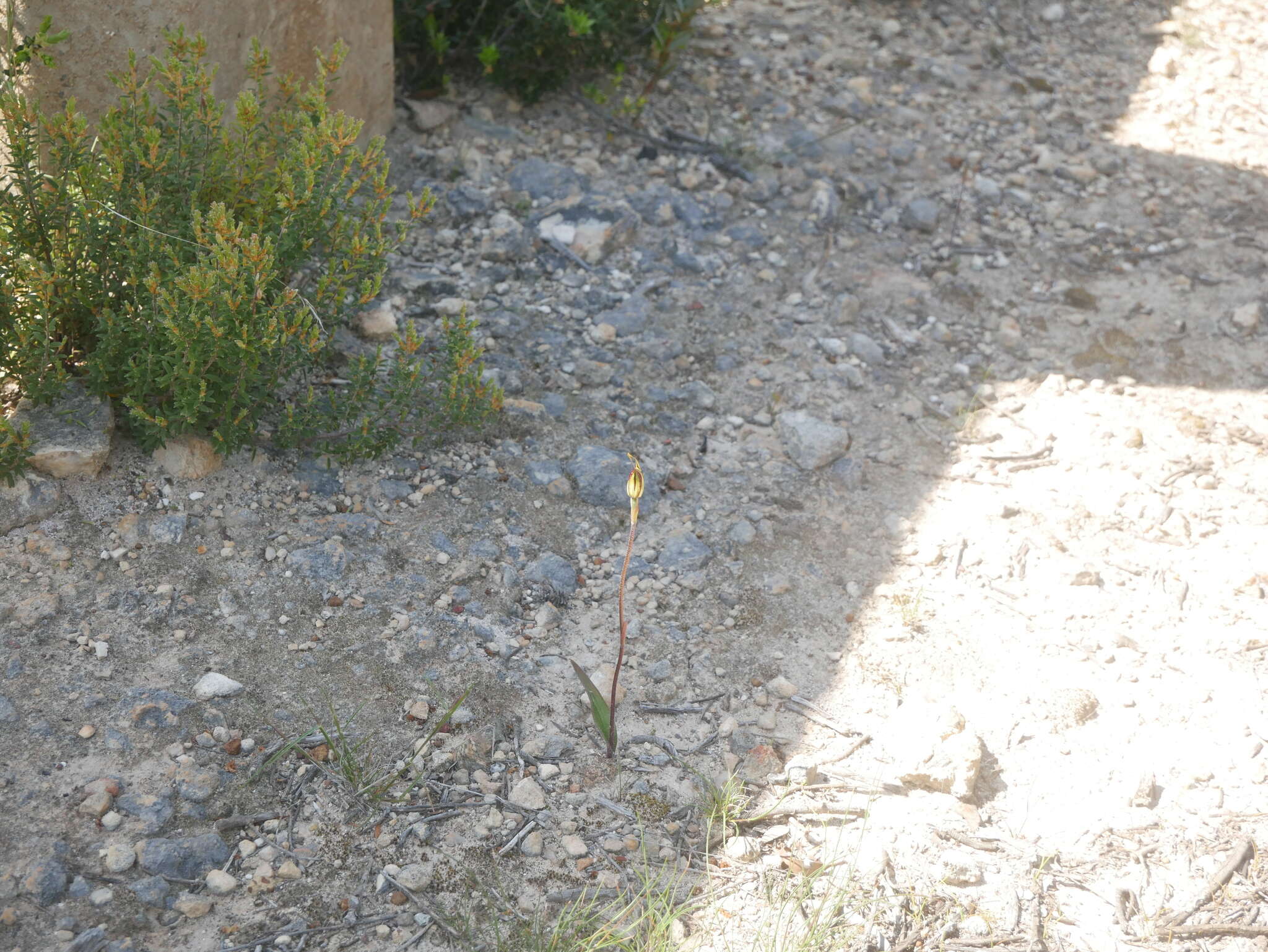 Image of Koppio spider orchid